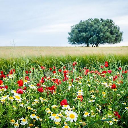 Pensjonat Agro-Turismo Do Roxo Ervidel Zewnętrze zdjęcie