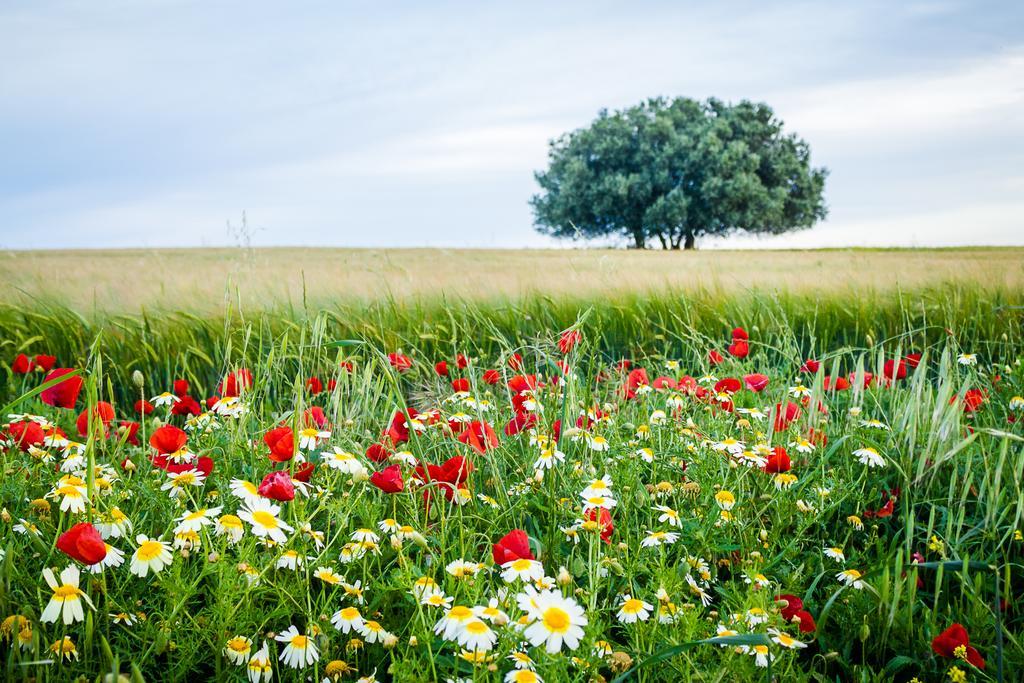 Pensjonat Agro-Turismo Do Roxo Ervidel Zewnętrze zdjęcie